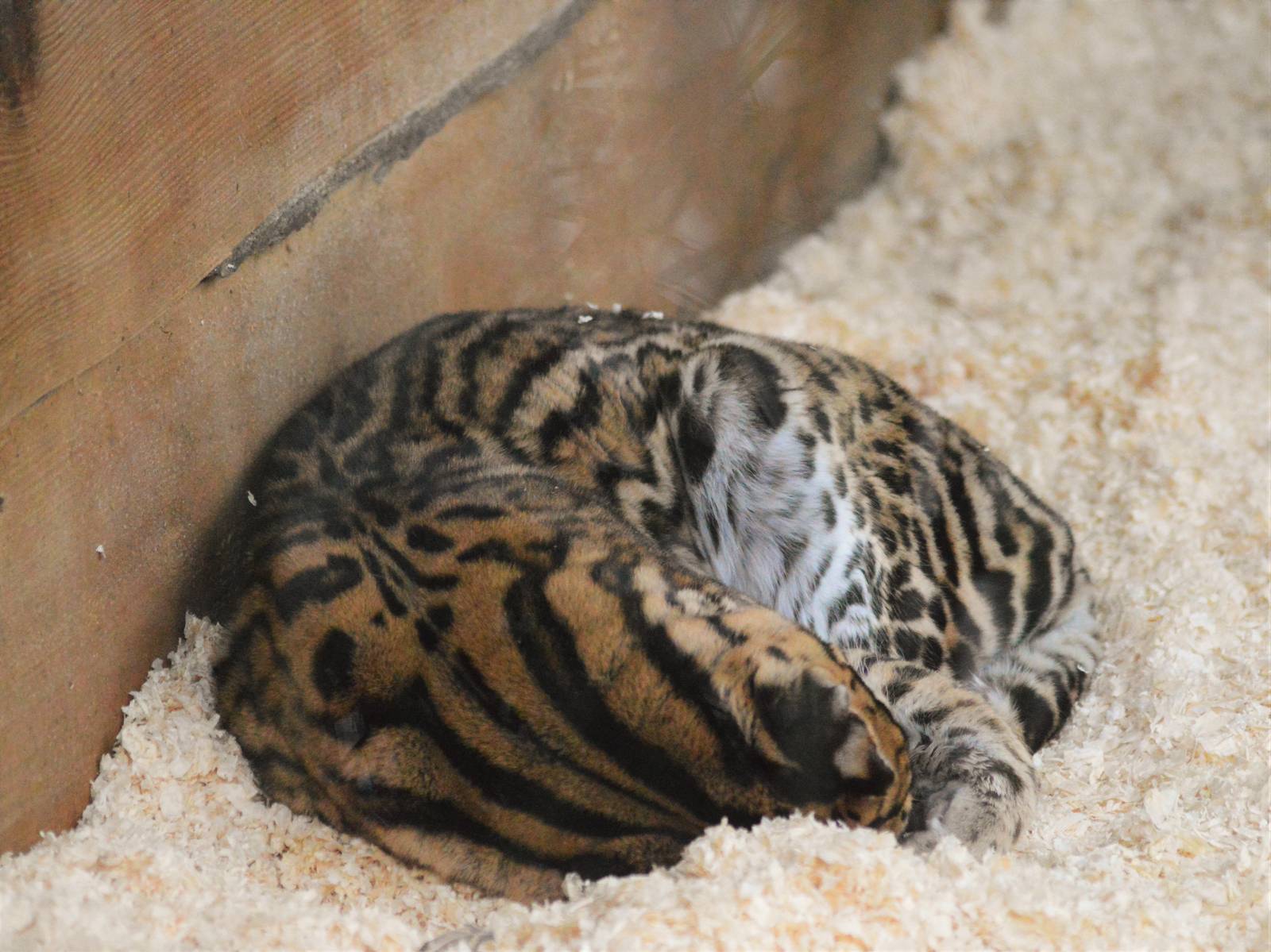 Ocelot