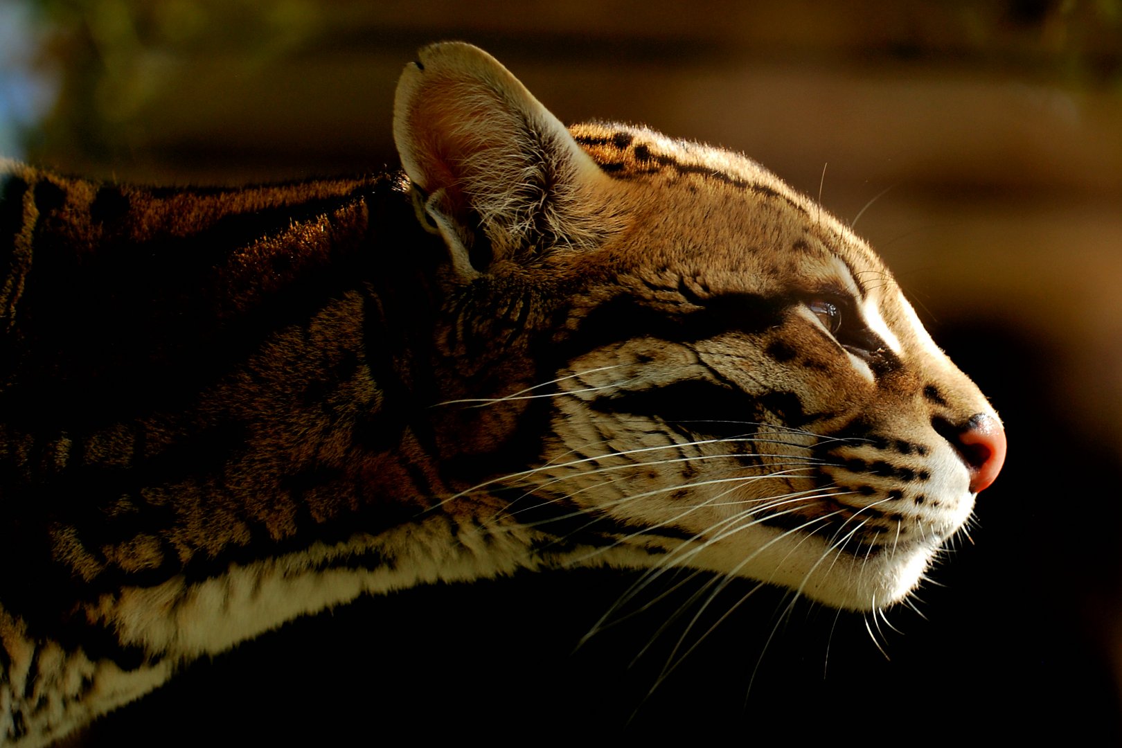 Ocelot