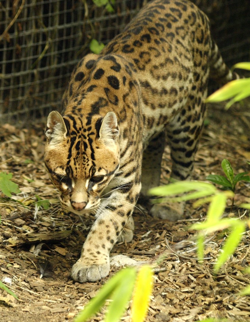 Ocelot