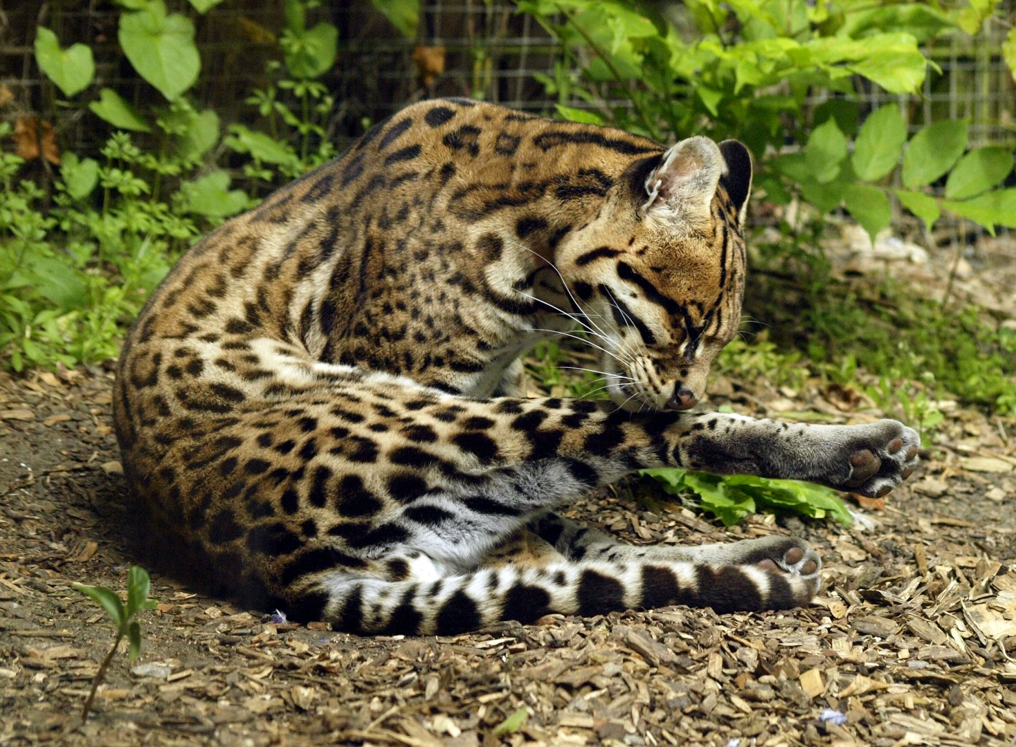 Ocelot
