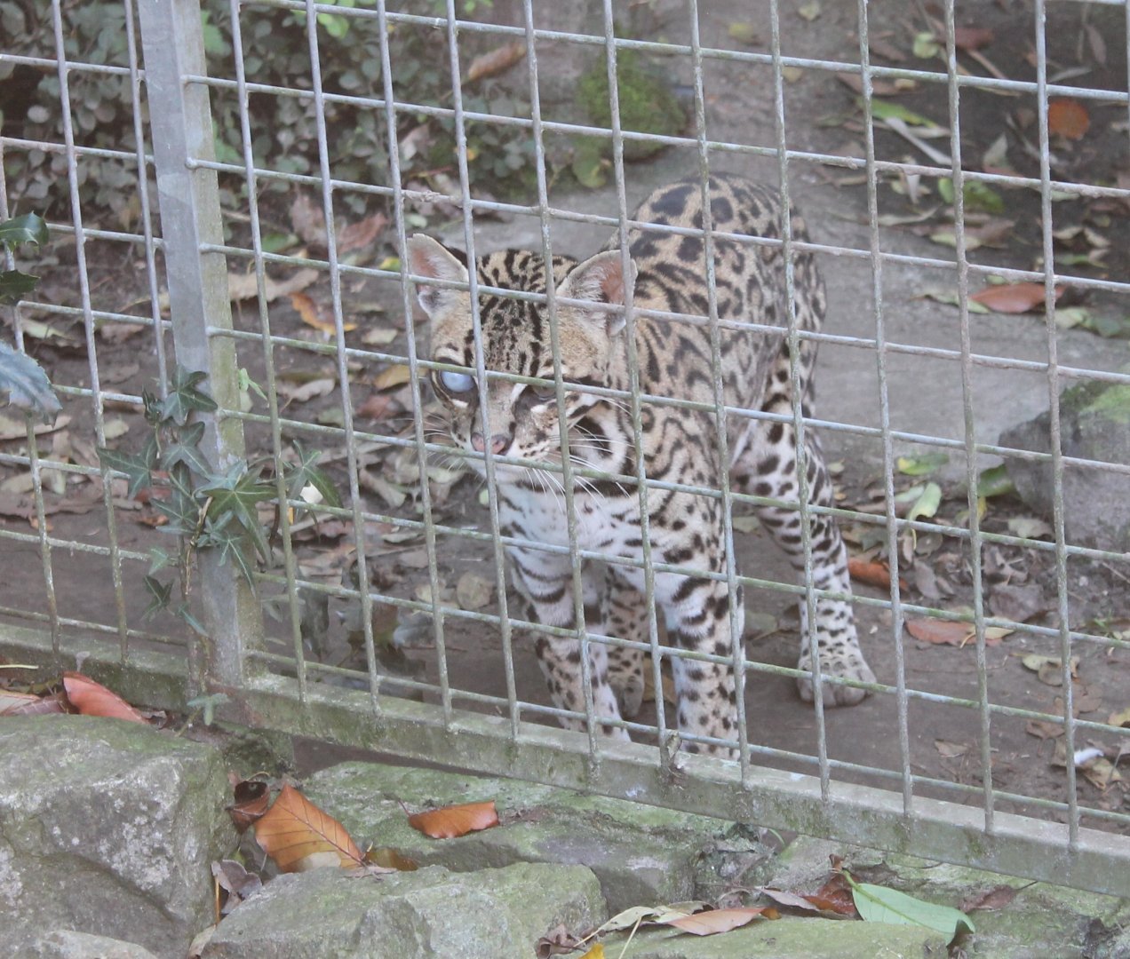 Ocelot