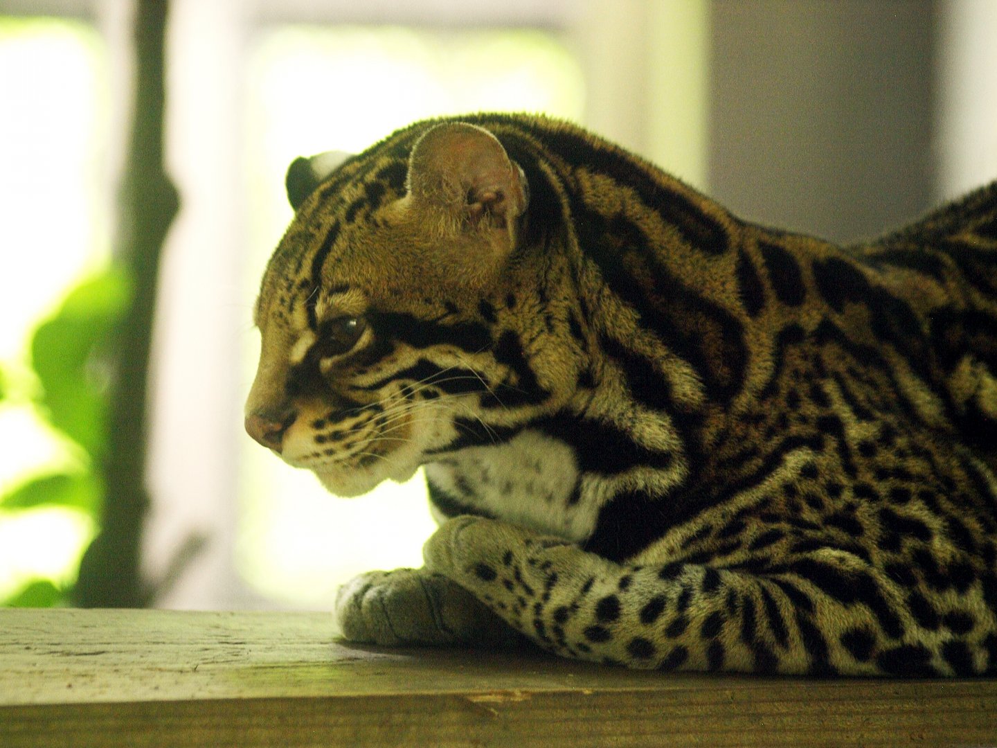 Ocelot