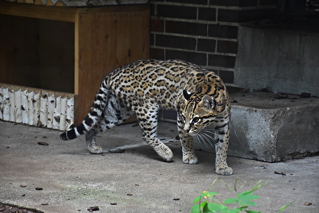Ocelot