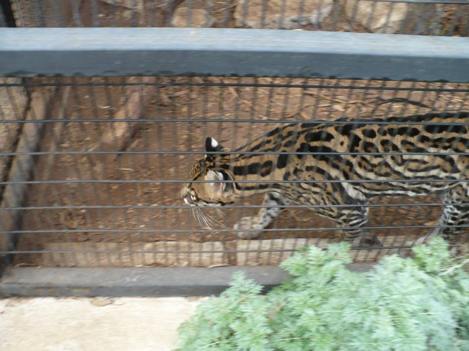 Ocelot