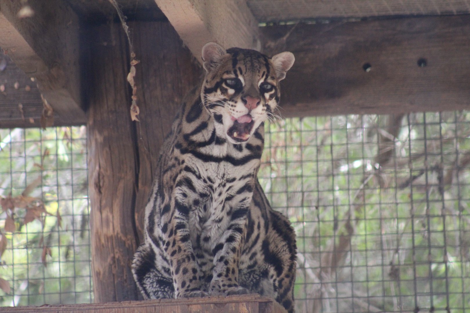 Ocelot