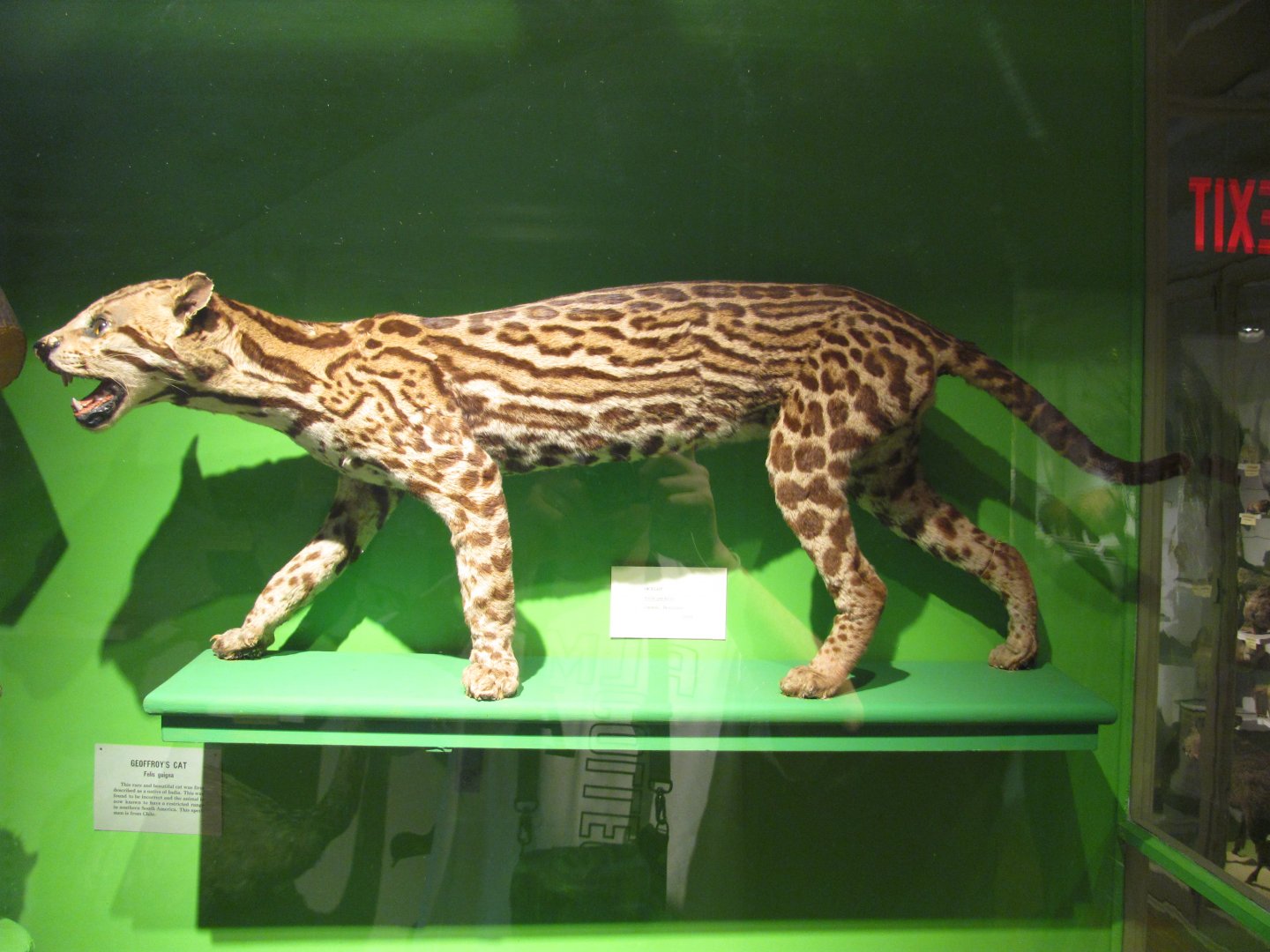Ocelot