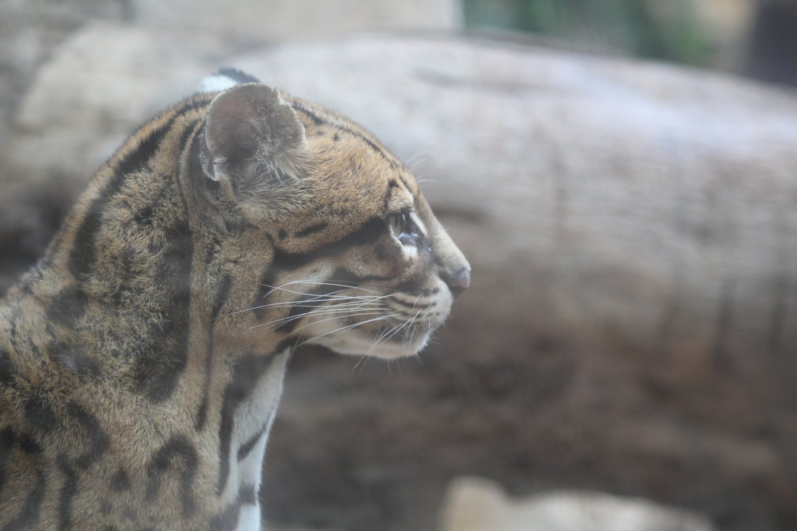 Ocelot