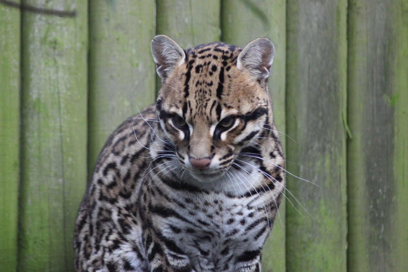 Ocelot