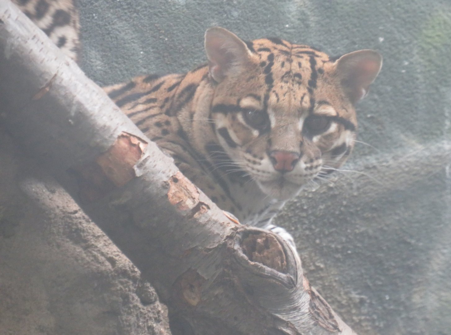 Ocelot