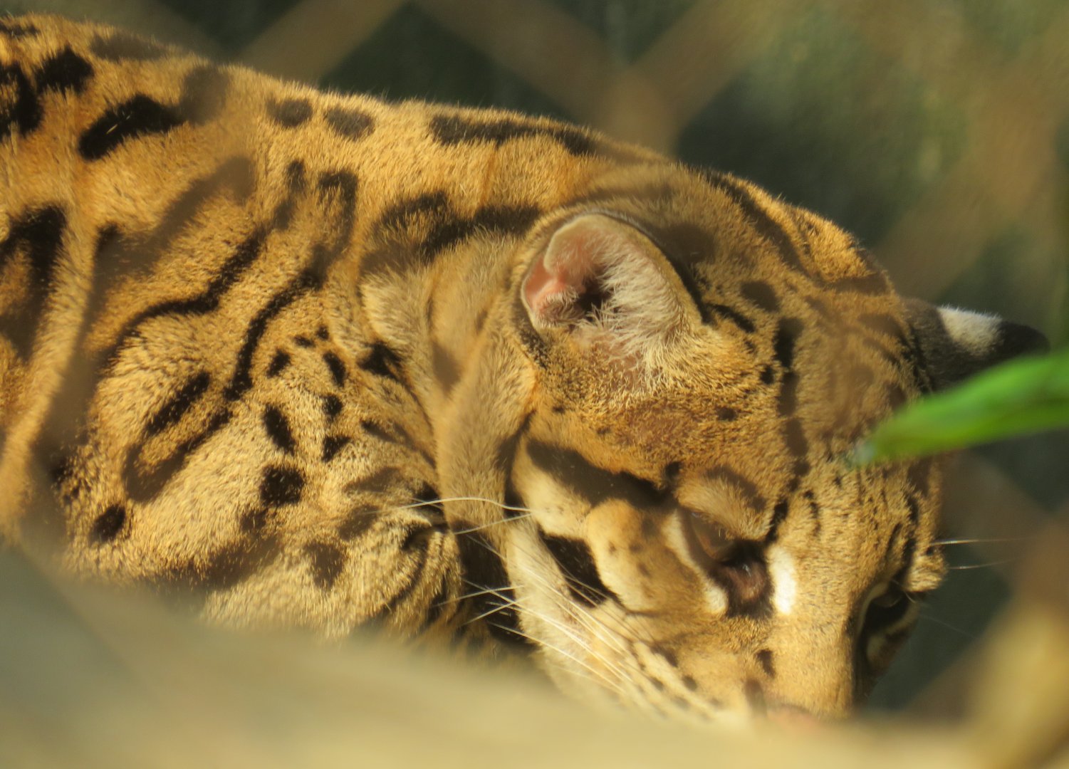 Ocelot