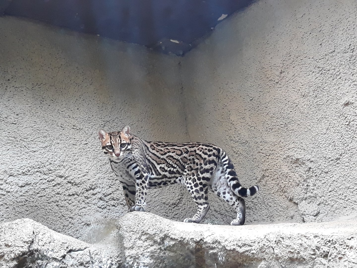 Ocelot