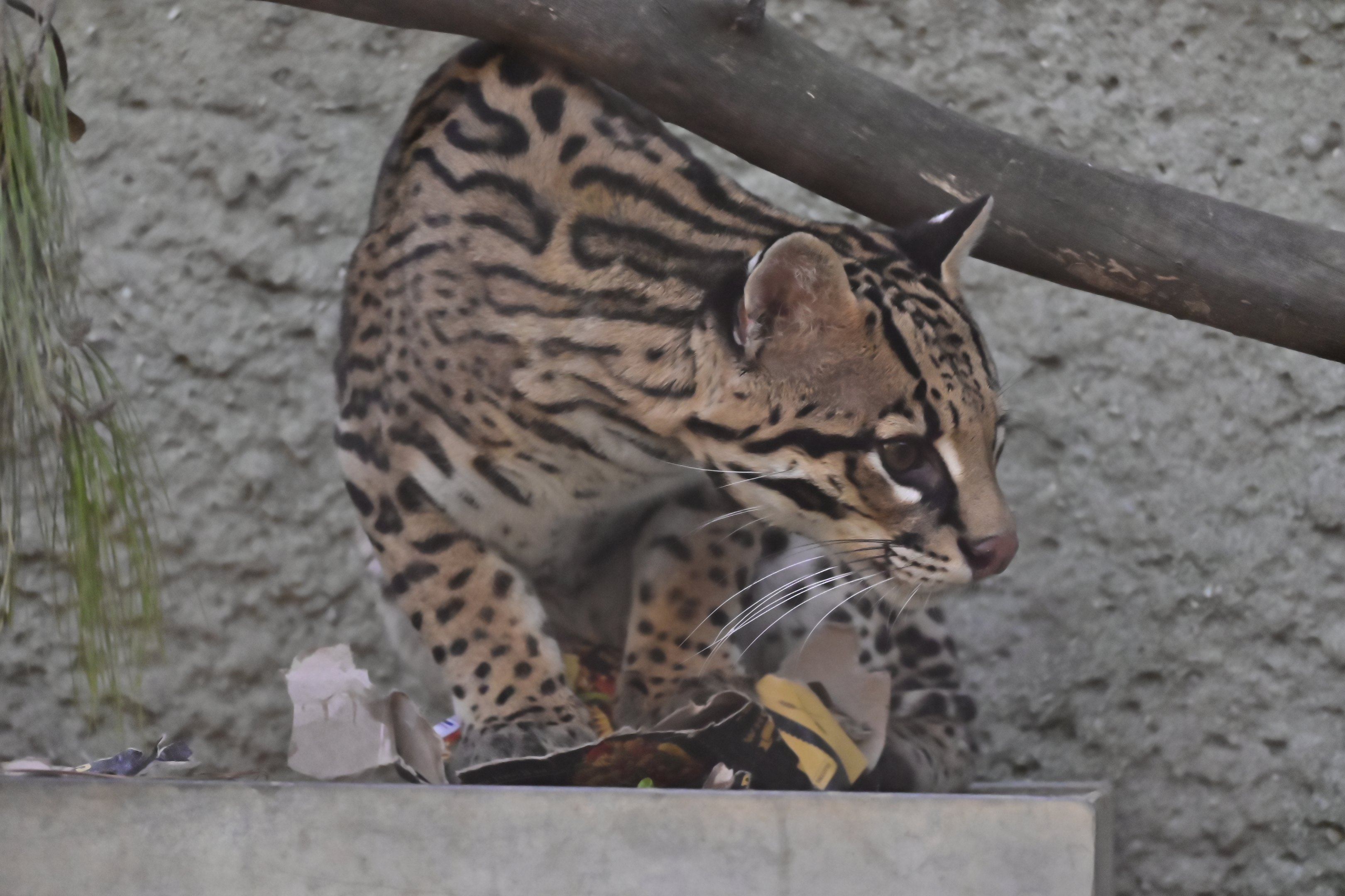 Ocelot