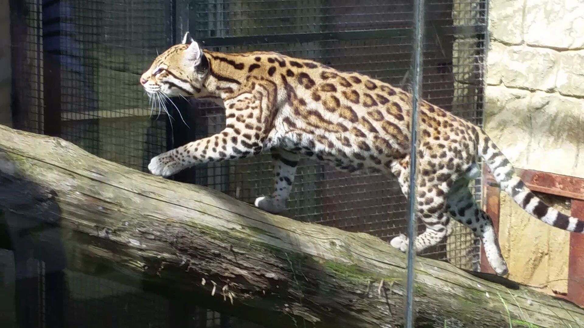 Ocelot