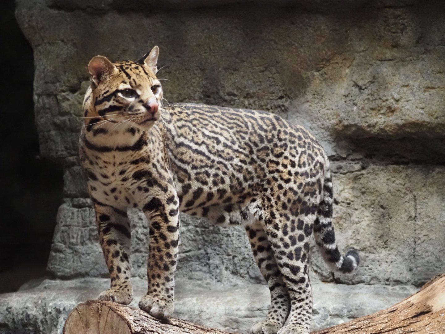 Ocelot