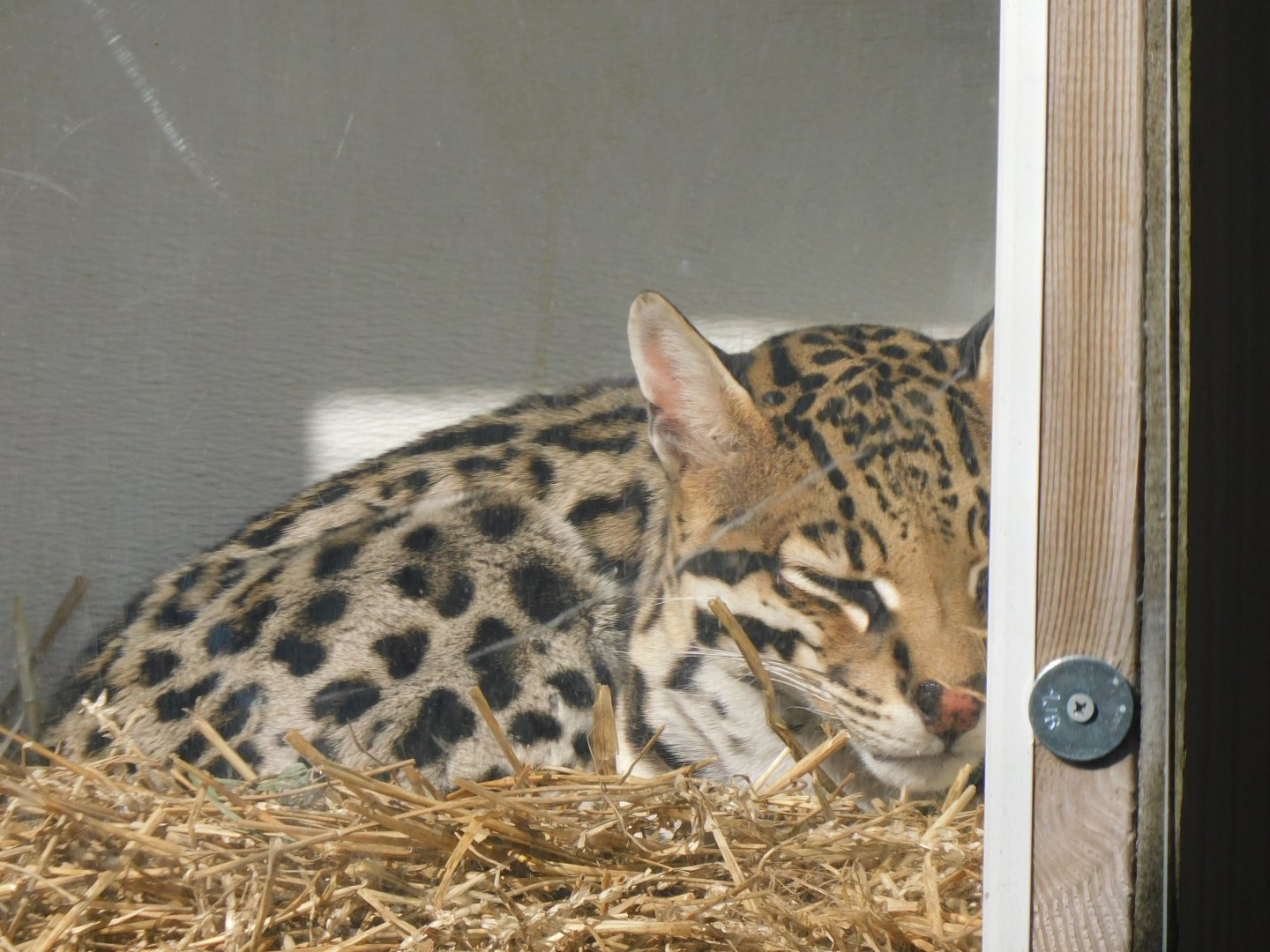 Ocelot