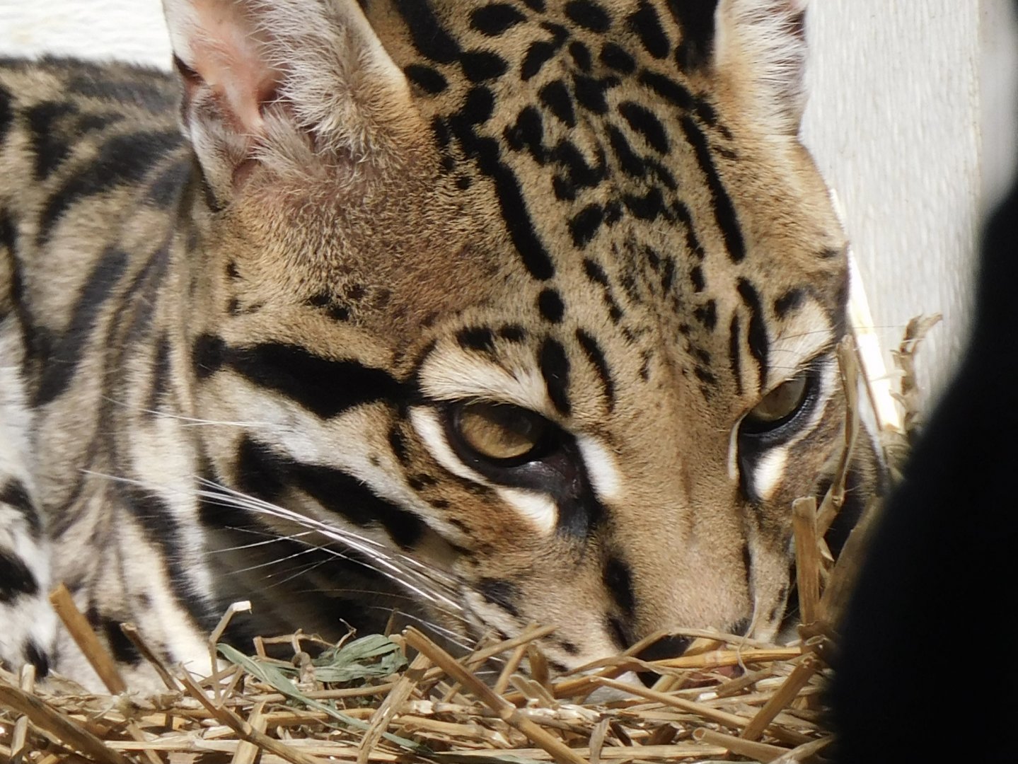 Ocelot