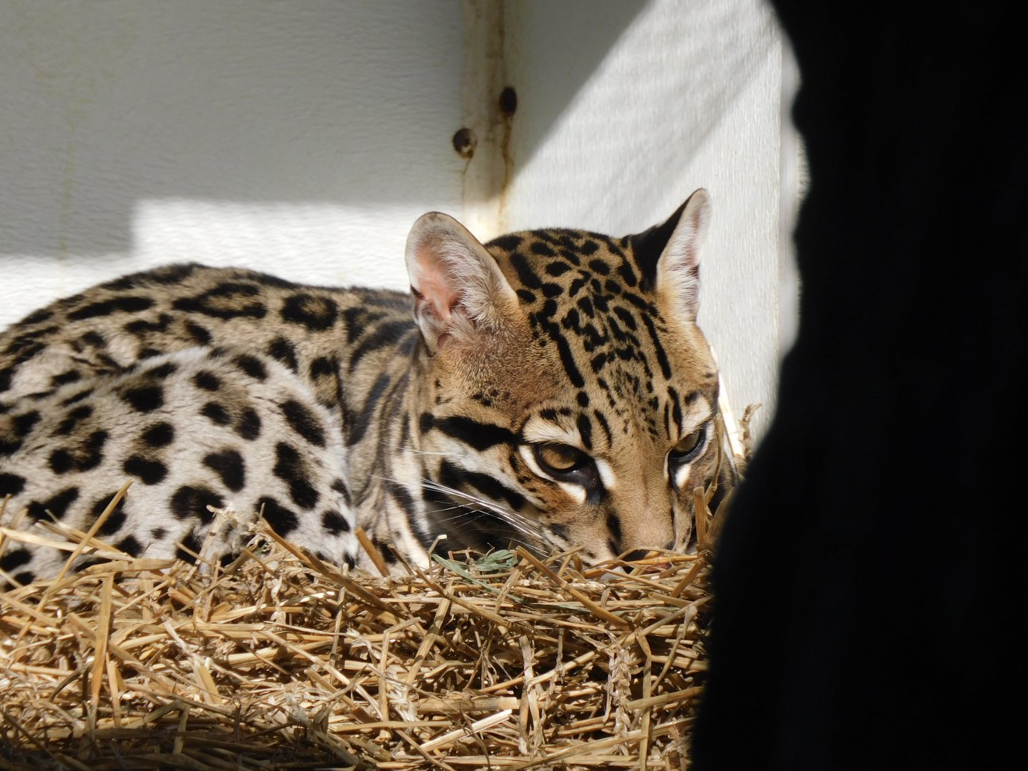 Ocelot