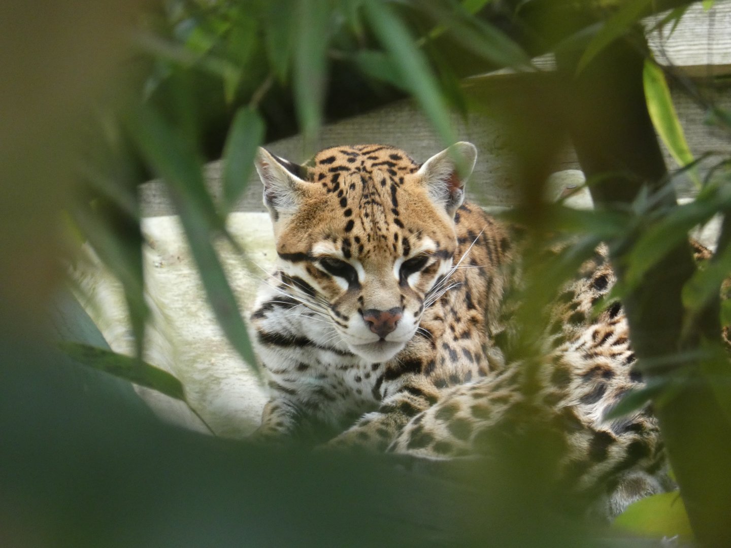 Ocelot