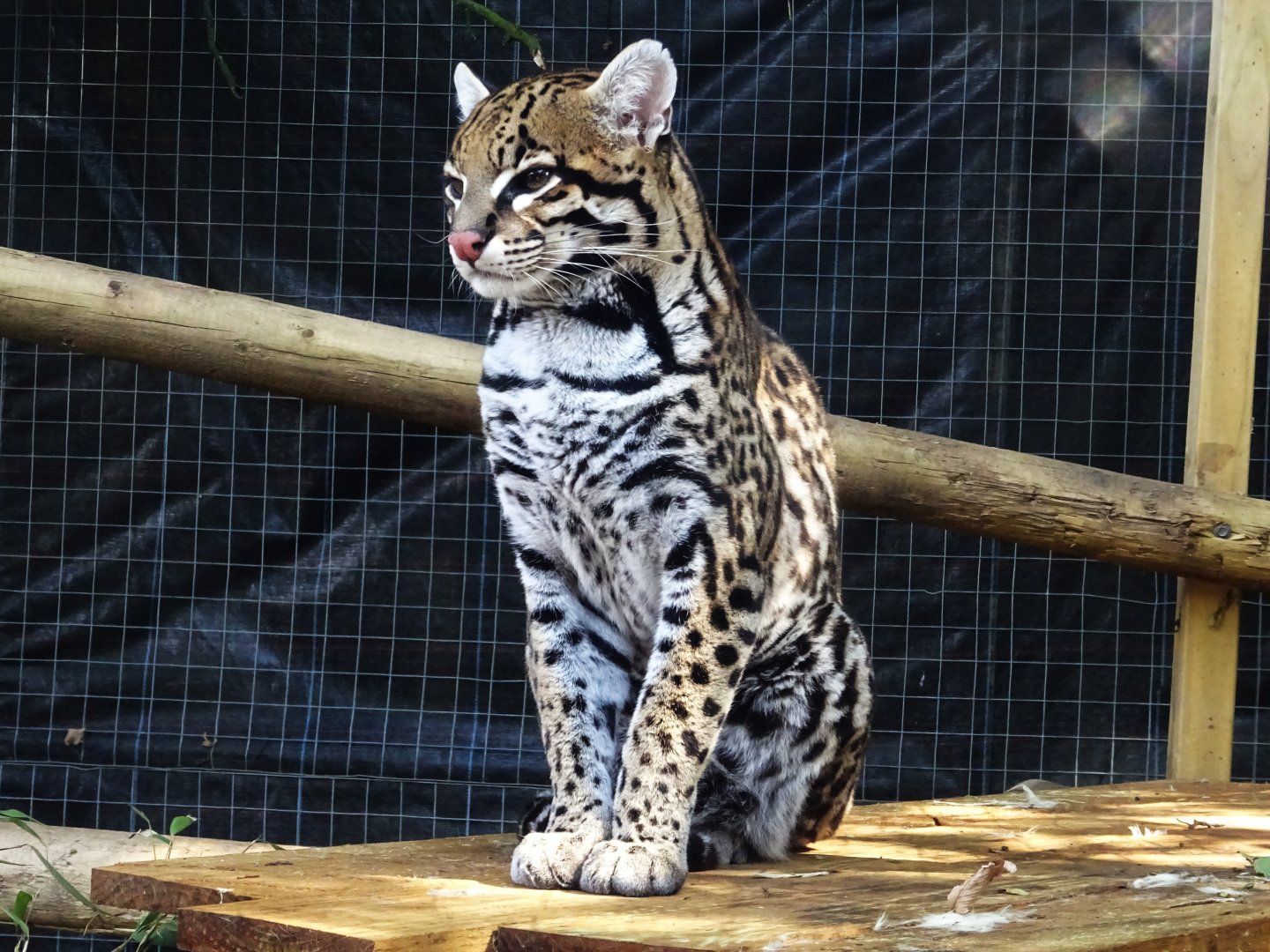 Ocelot