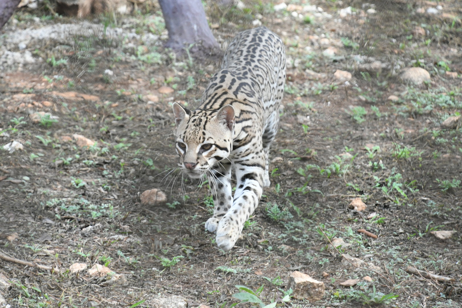 Ocelot