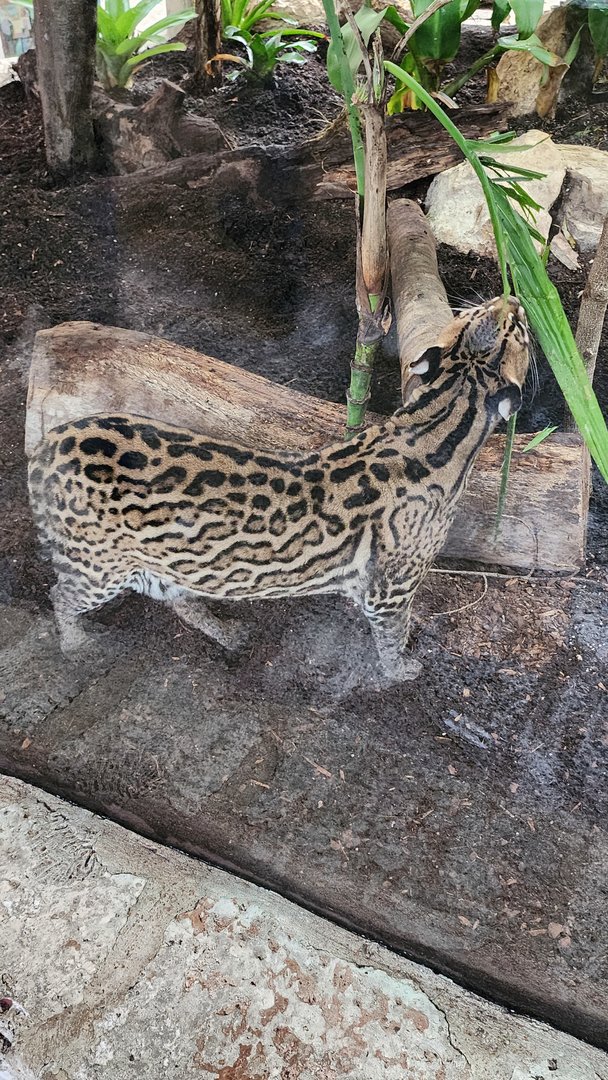 Ocelot