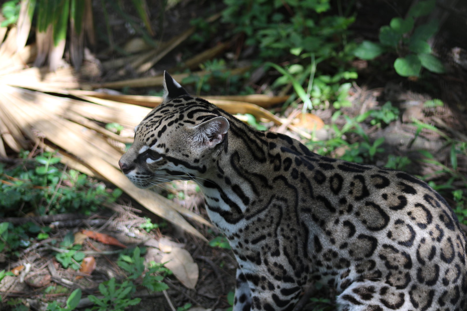 Ocelot