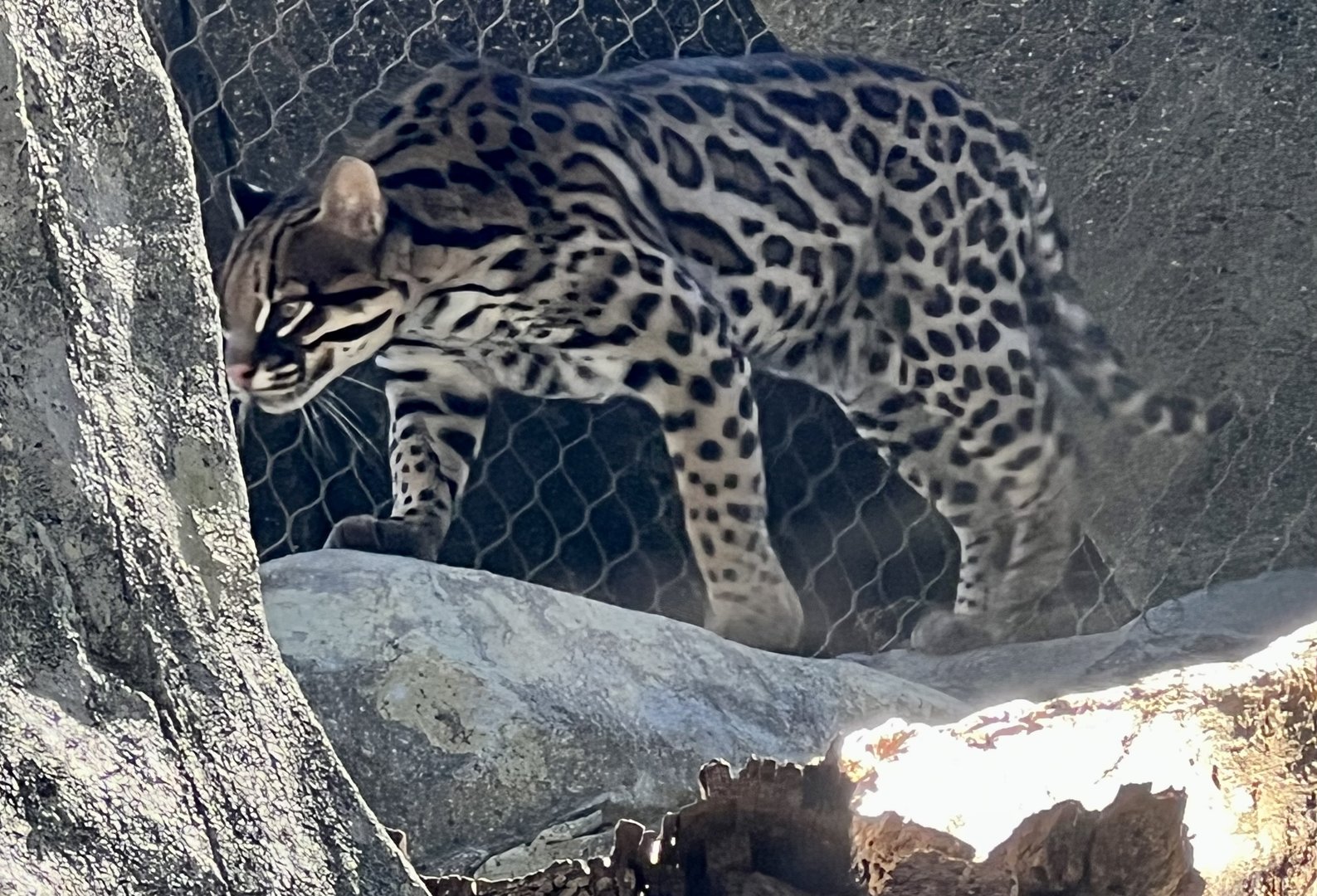 Ocelot