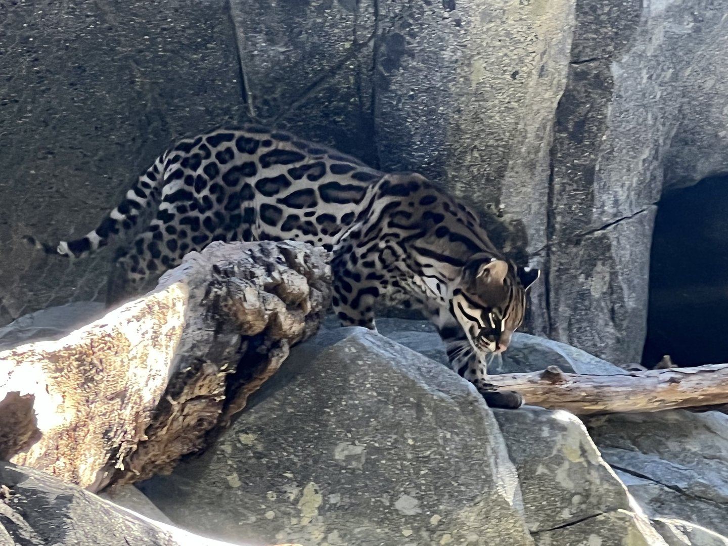 Ocelot
