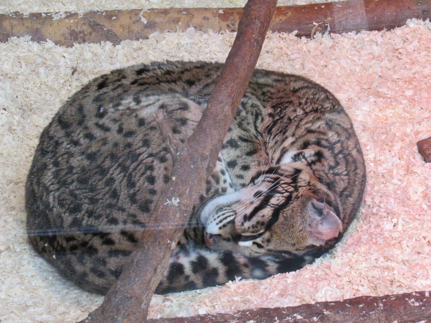 Ocelot