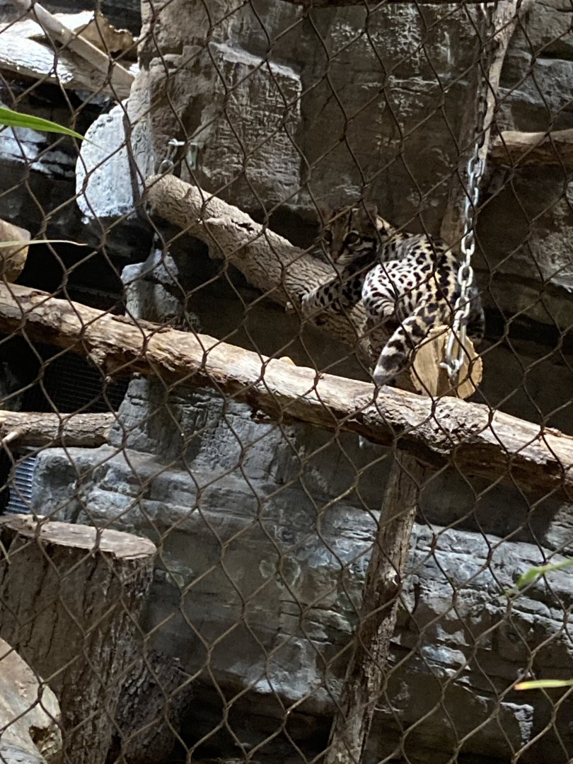 Ocelot