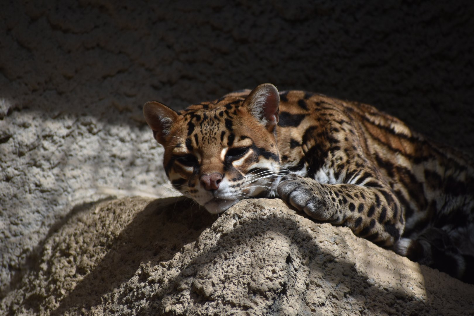 Ocelot