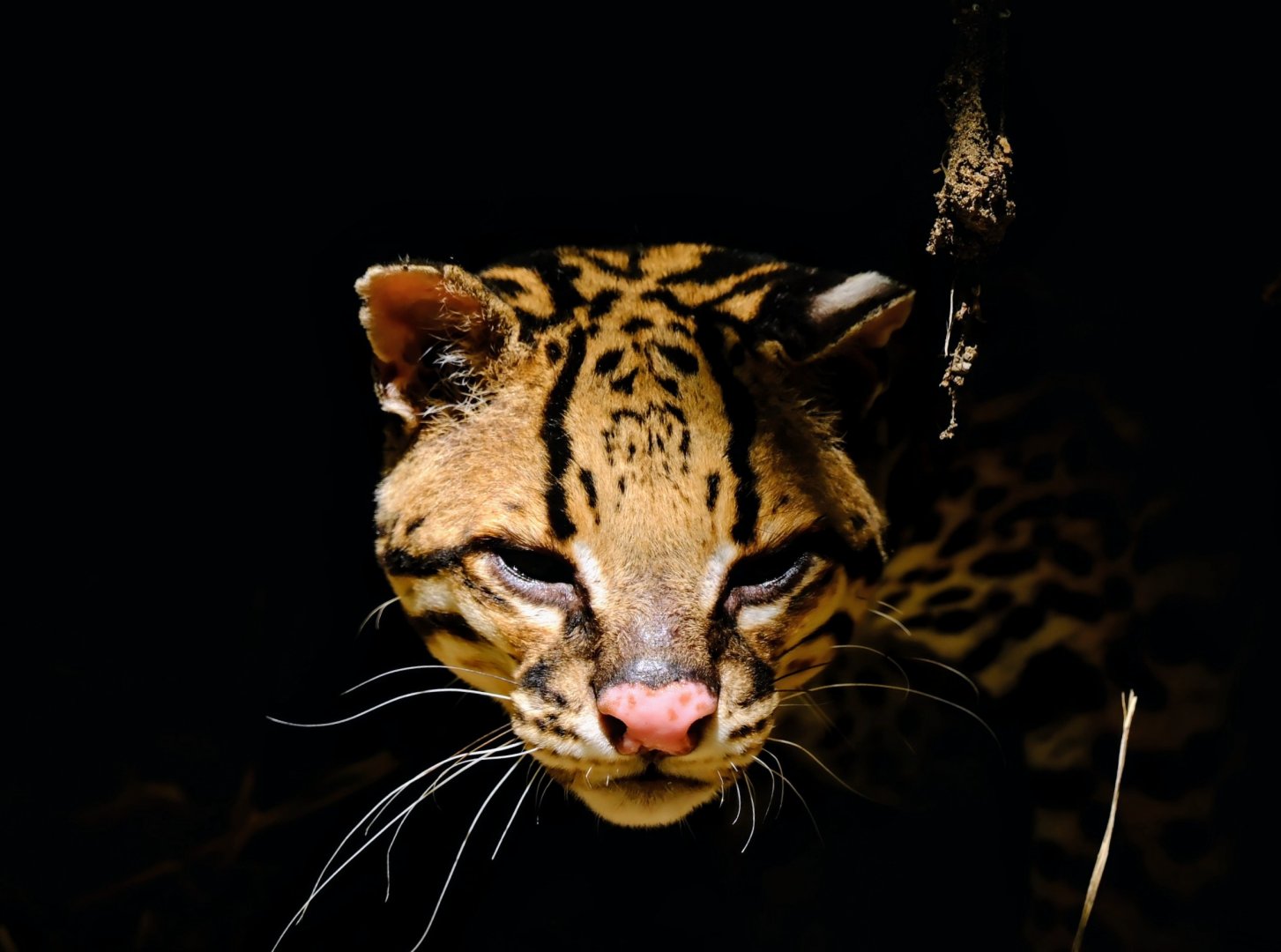 Ocelot