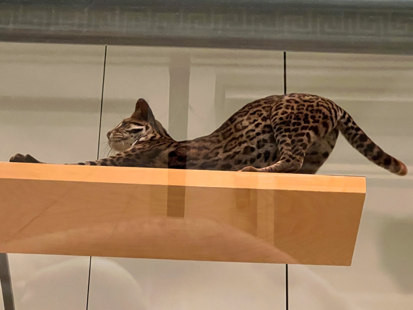 Ocelot