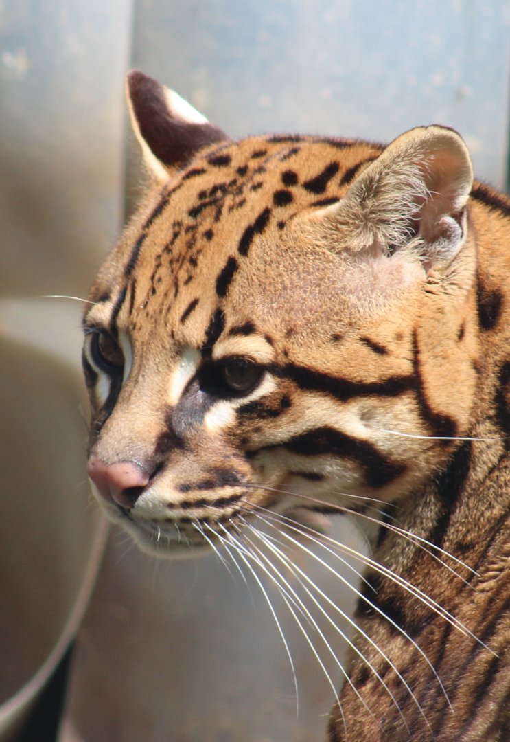 Ocelot