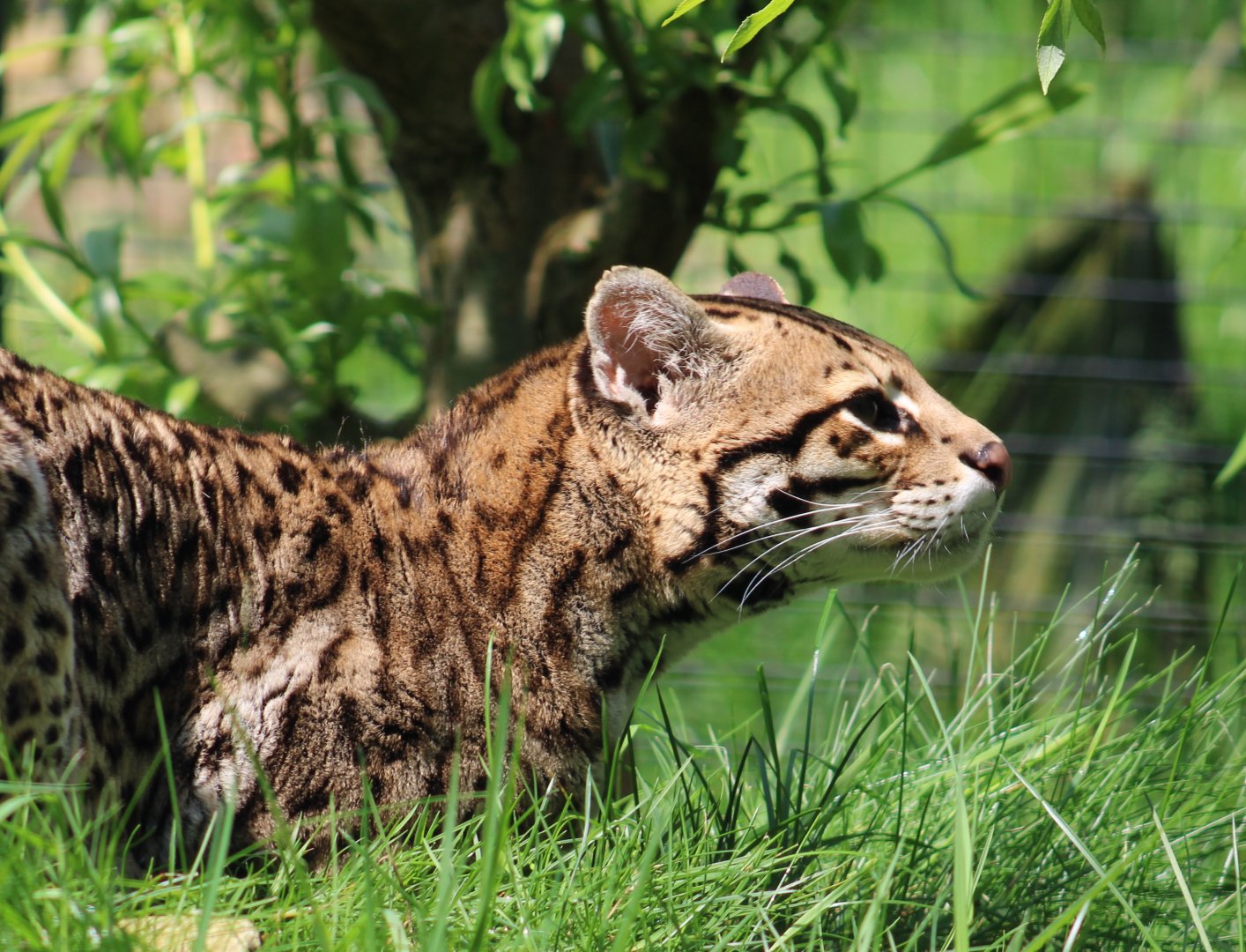 Ocelot