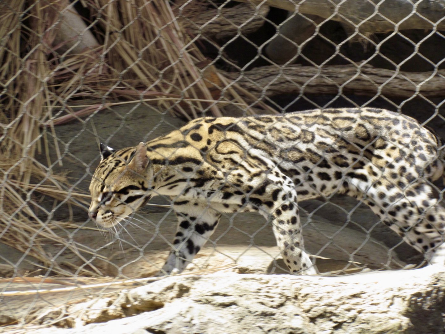 Ocelot