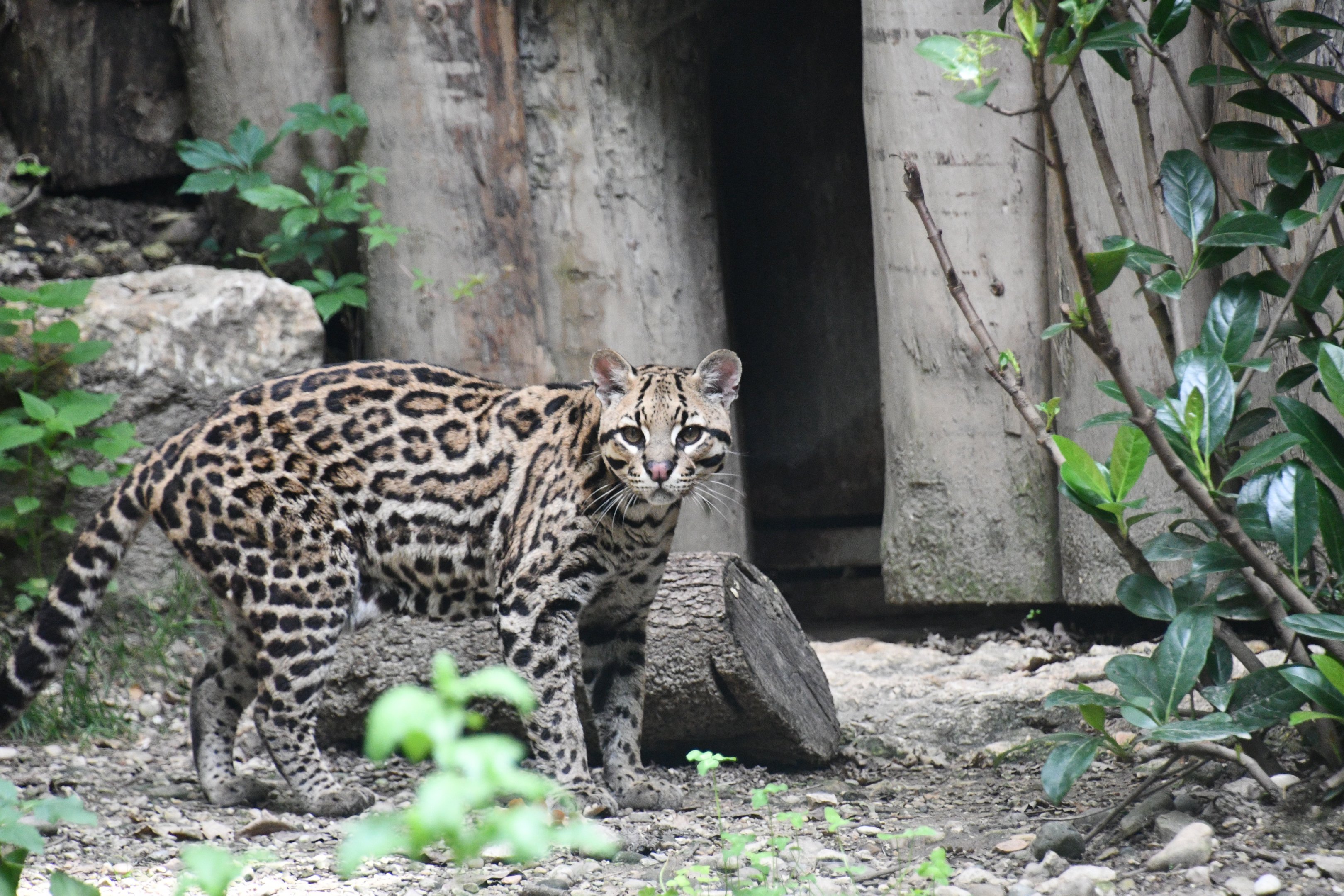 Ocelot