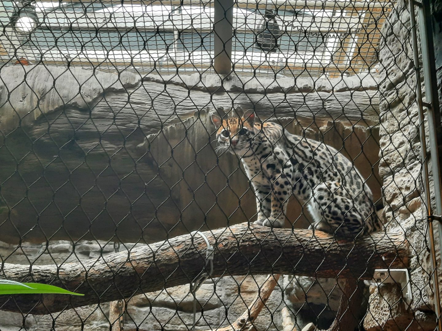 Ocelot