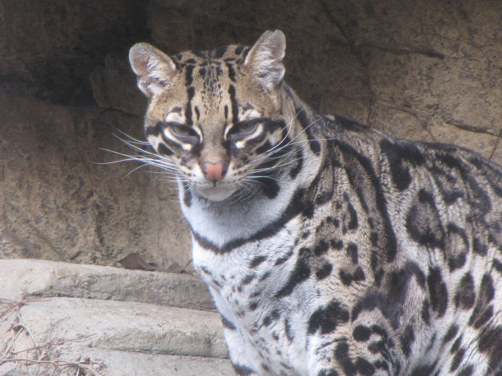 Ocelot