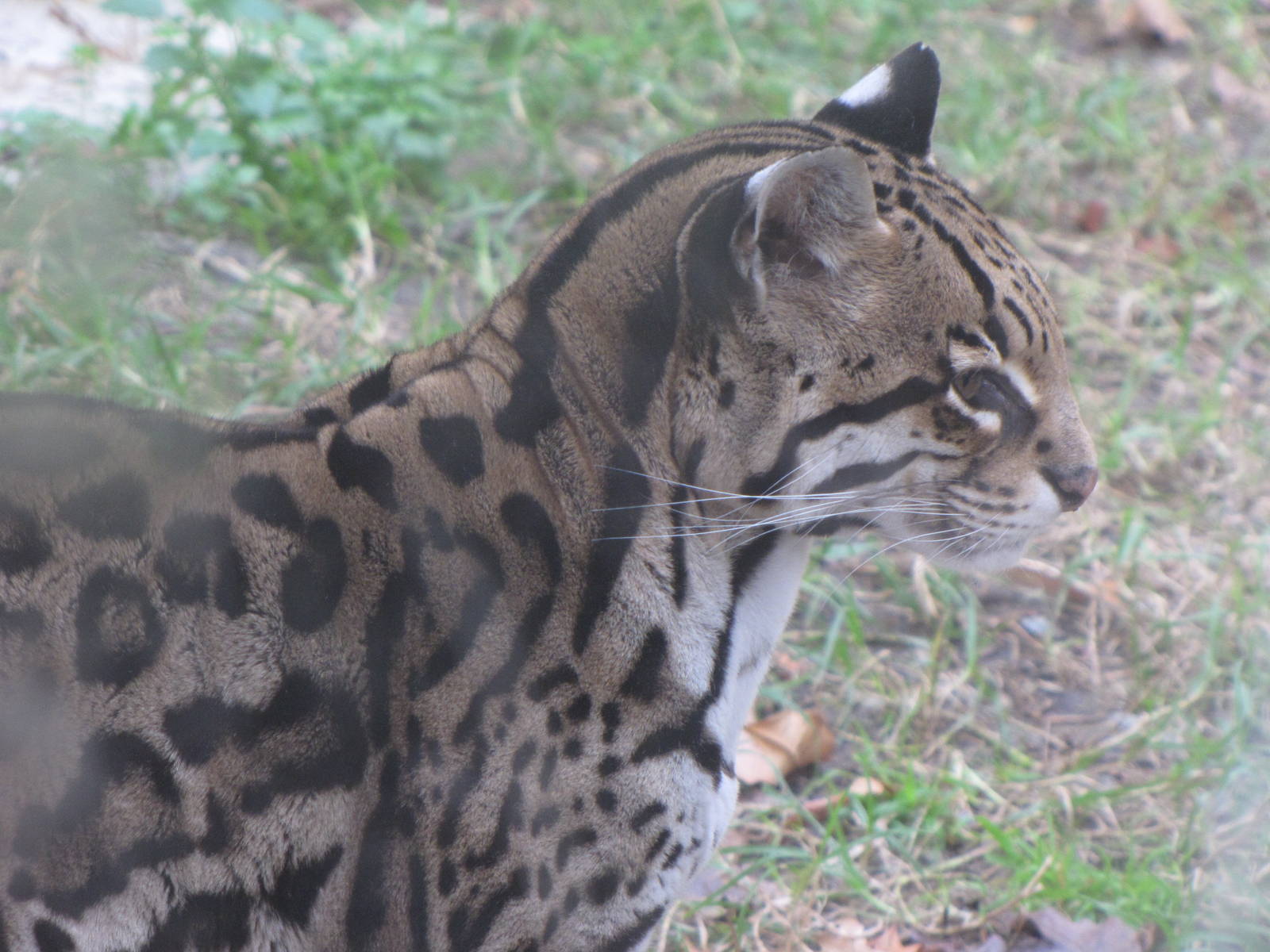 Ocelot