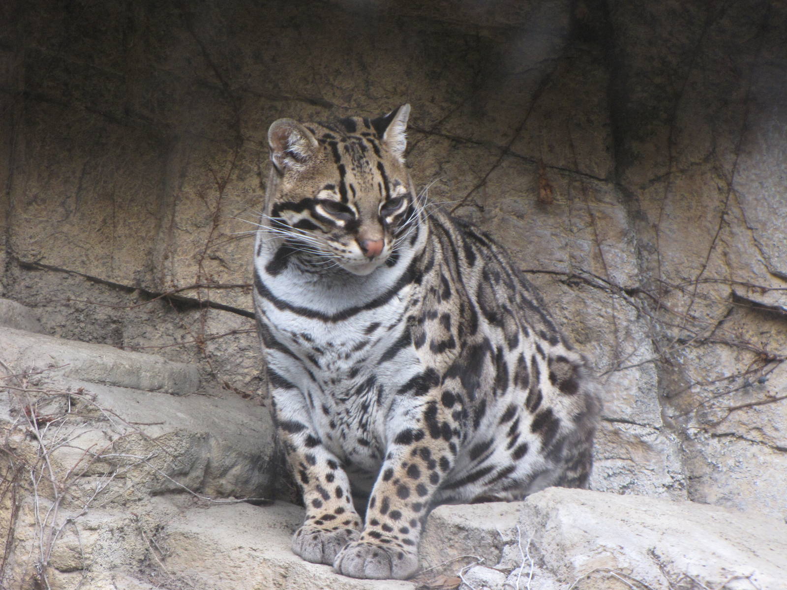 Ocelot