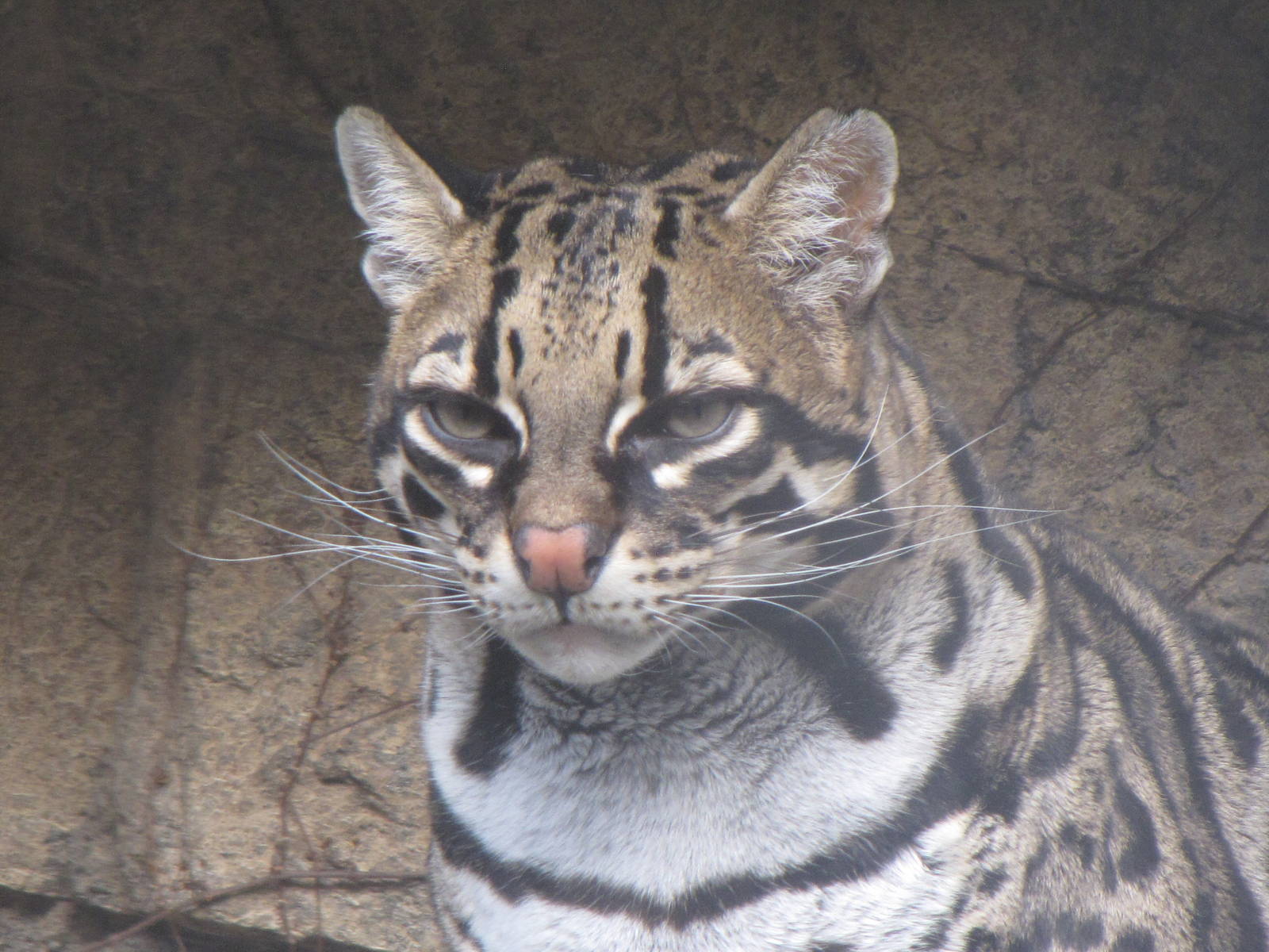 Ocelot