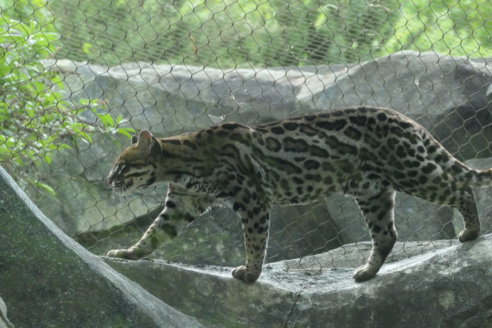 Ocelot