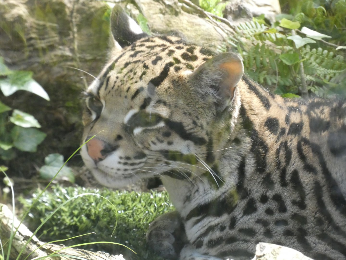 Ocelot
