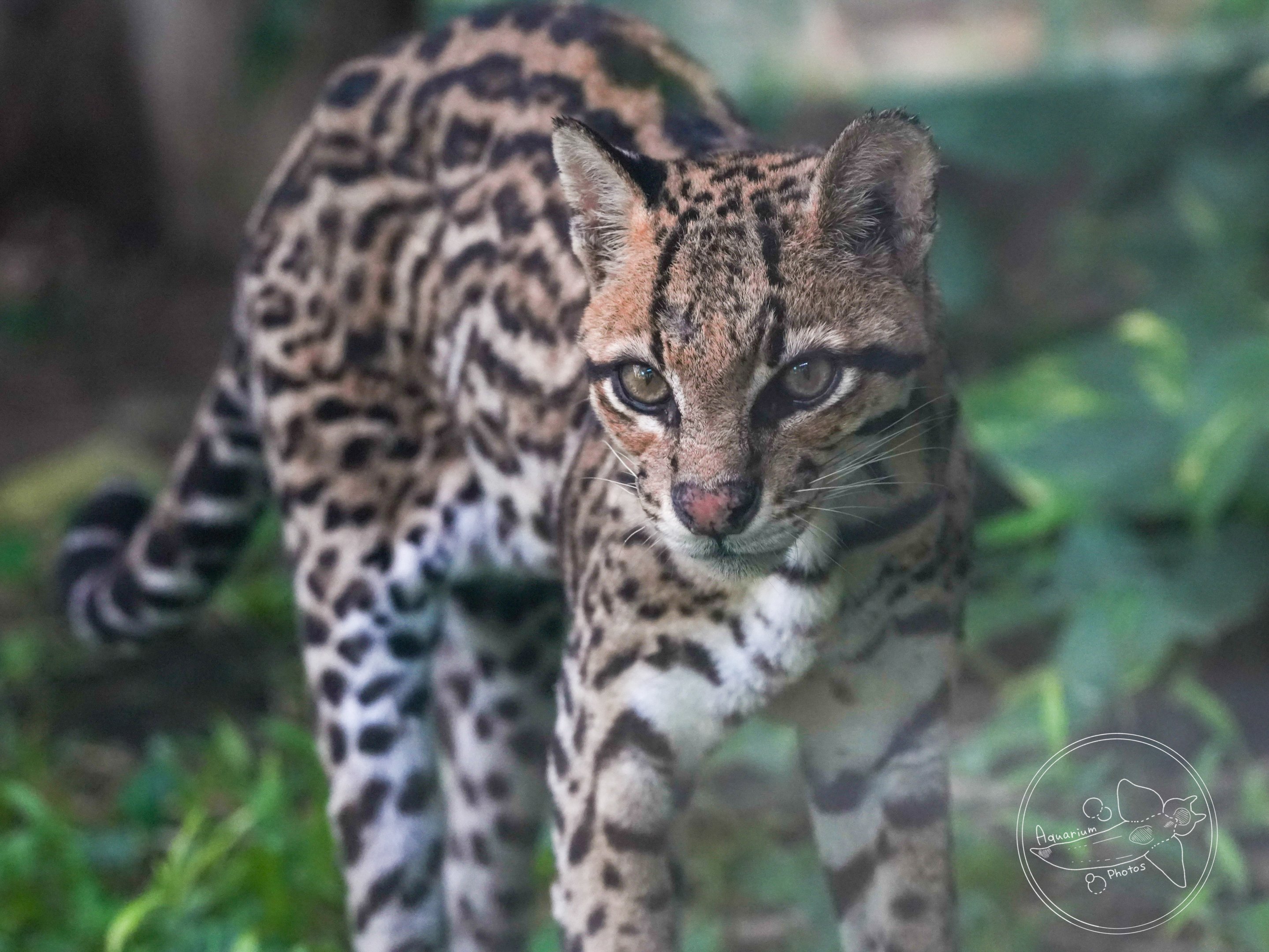 Ocelot
