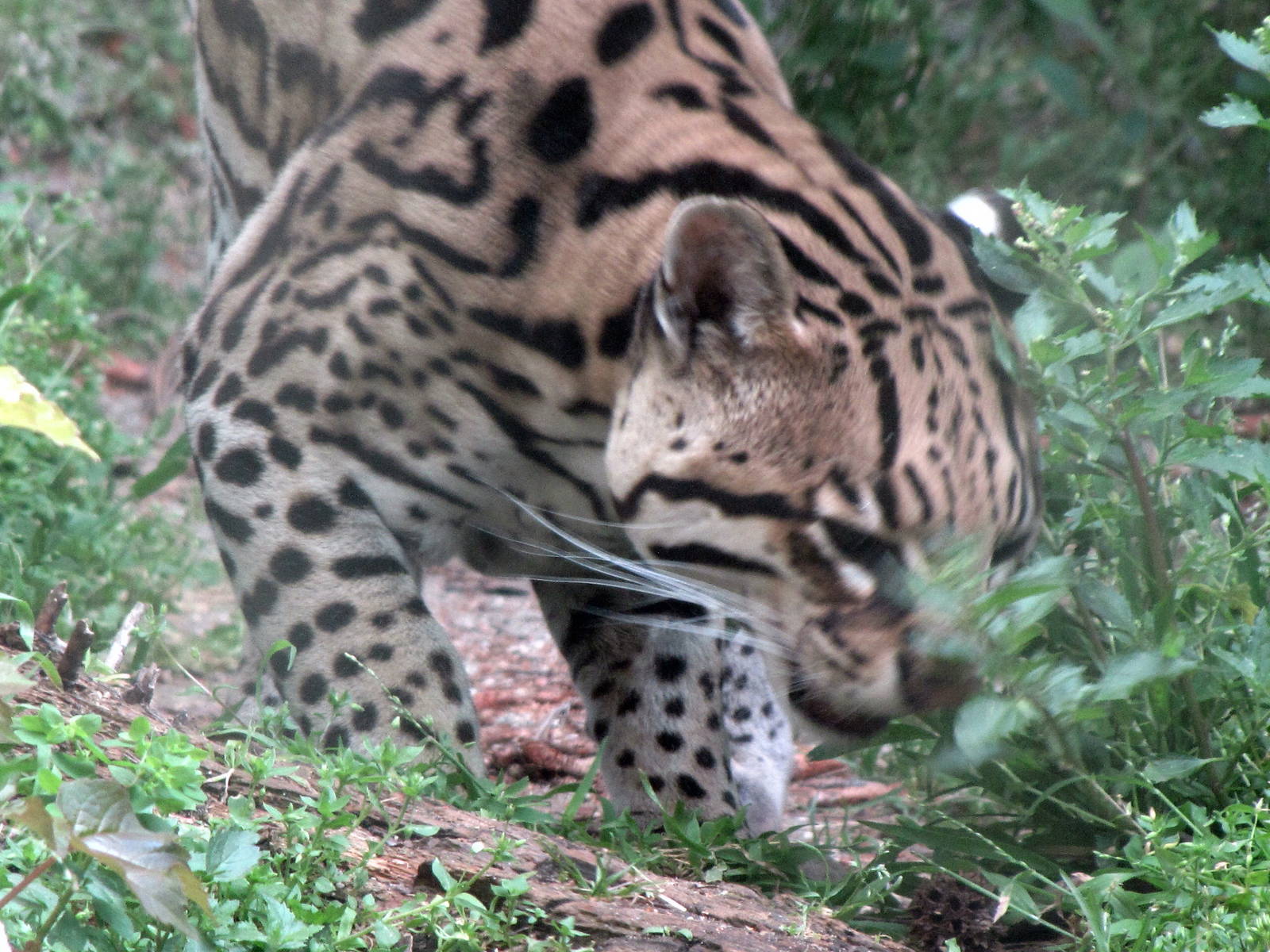 Ocelot