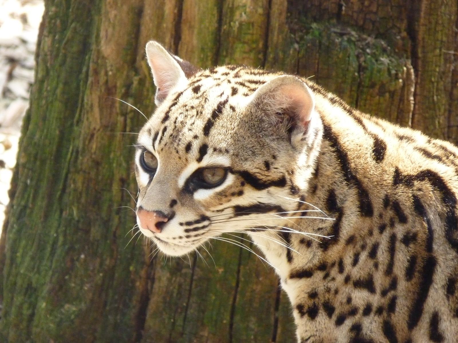 Ocelot