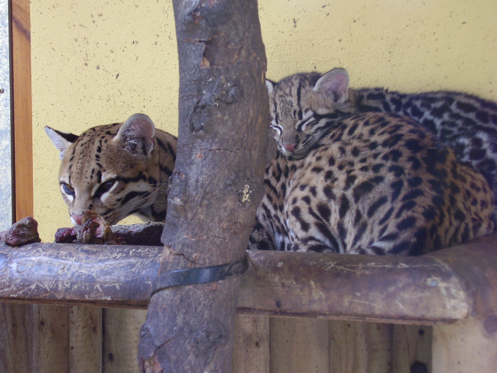 Ocelots - 2006