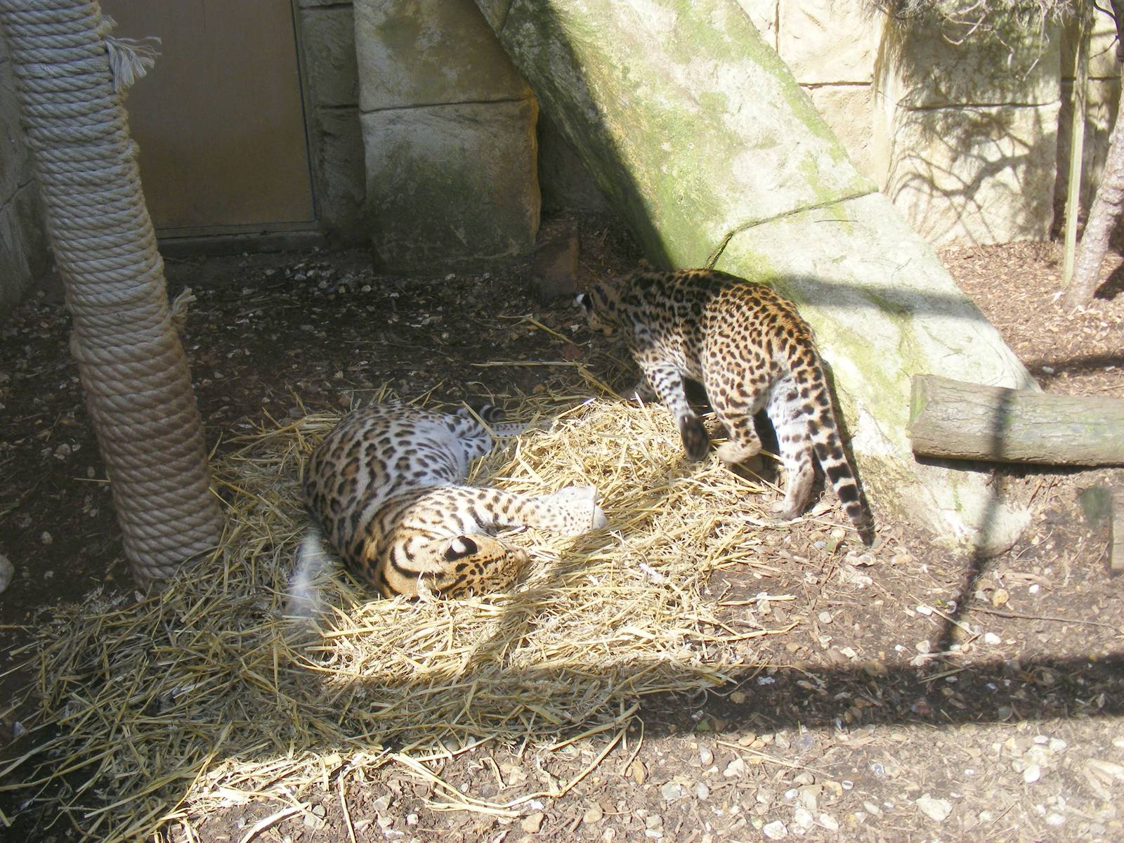 Ocelots at Amazon World, 5 April 2010
