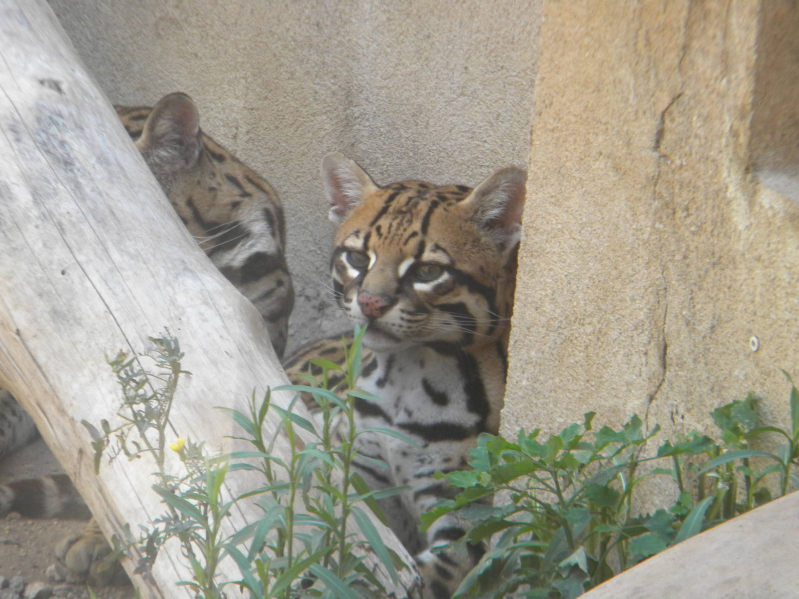 Ocelots at Terra Natura 29/07/11